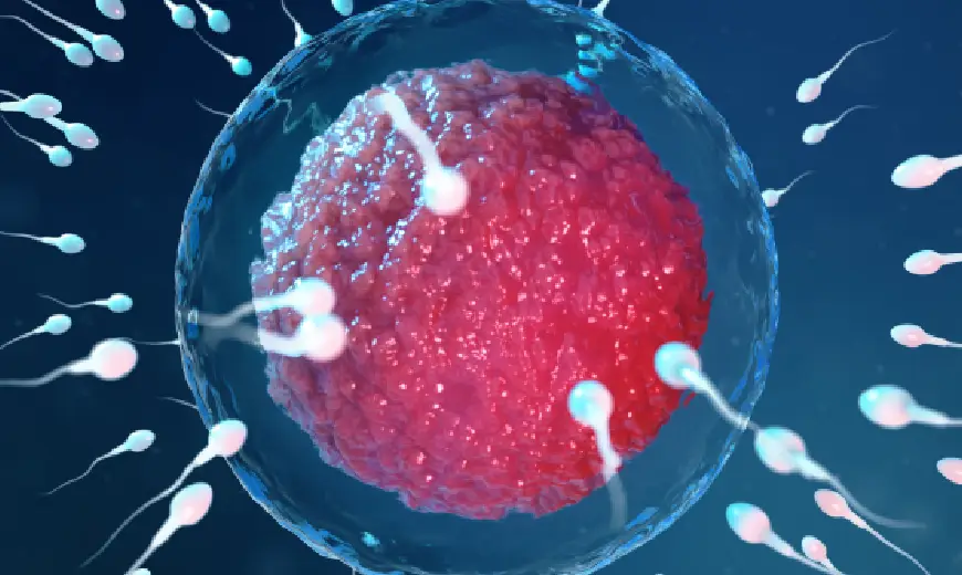 sperm travels inside woman